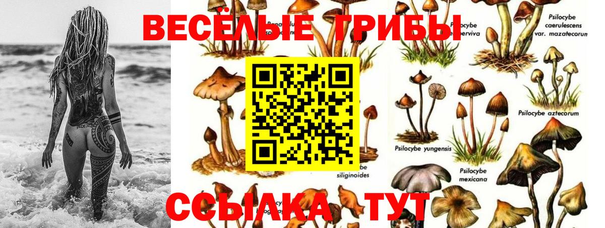 Галлюциногенные грибы Cubensis Тихорецк